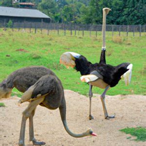 why do ostriches dance? An Intriguing Inquiry into Bird Behavior and Human Interpretations